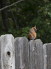 Northern Cardinal juvenile